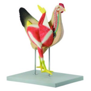 Hen Model